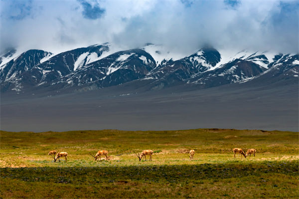 數字化分析:可可西里無人區來了一只機器藏羚羊 數字化分析:可可西里無人區來了一只機器藏羚羊