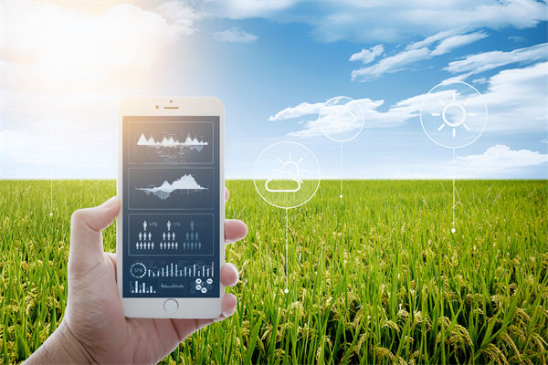 溫州種出2.1米高巨型水稻，精益生產怎么看？